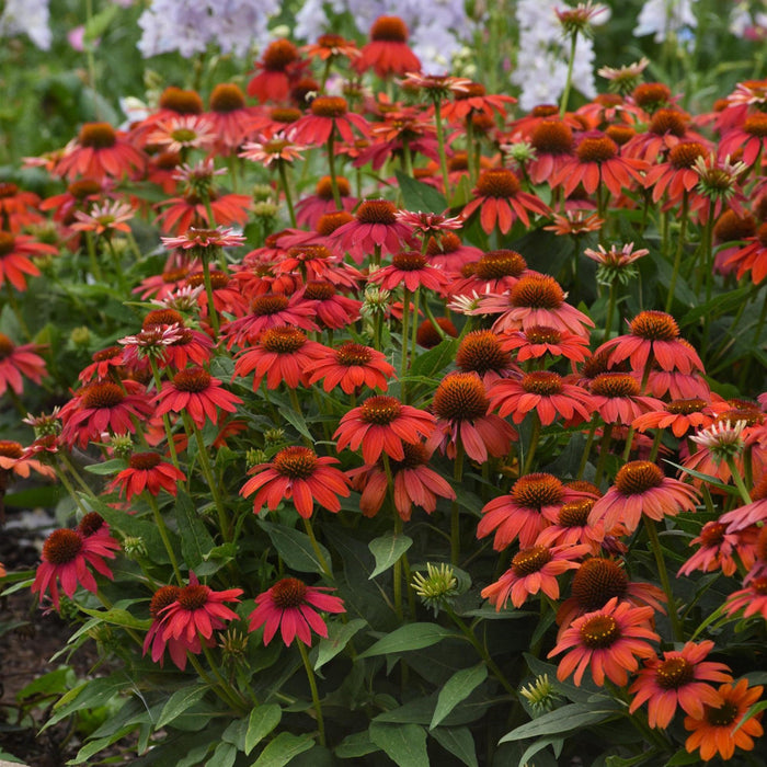Echinacea 'PAS1257973'  - Artisan™ Red Ombre Coneflower
