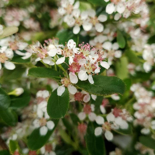 Chokeberry, PW® Ground Hug® Aronia