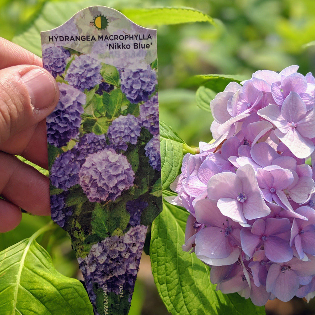 Hydrangea, Nikko Blue Hydrangea — Mackey's