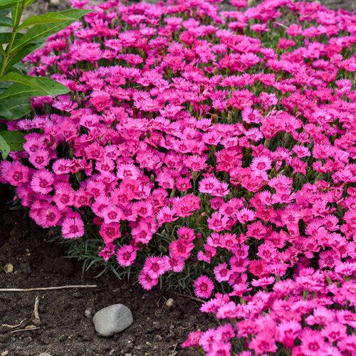Dianthus, Paint the Town Fancy Dianthus