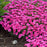Dianthus, Paint the Town Fancy Dianthus