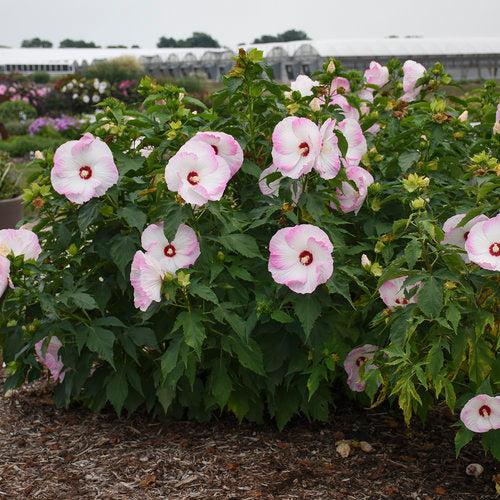 Hibiscus 'Ballet Slippers'  - Summerific® Ballet Slippers Hibiscus