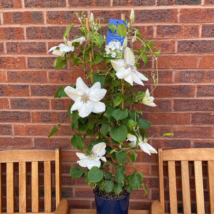 Clematis 'EviGsy153'  - Guernsey Flute™ Clematis