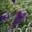 Buddleja davidii 'Nanho Blue'  - Nanho Blue Butterfly Bush