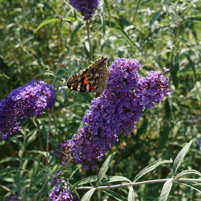 Buddleja davidii 'Nanho Blue'  - Nanho Blue Butterfly Bush