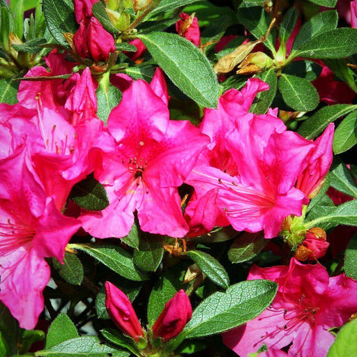 Azalea, Encore Autumn Sangria Azalea