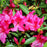 Azalea, Encore Autumn Sangria Azalea
