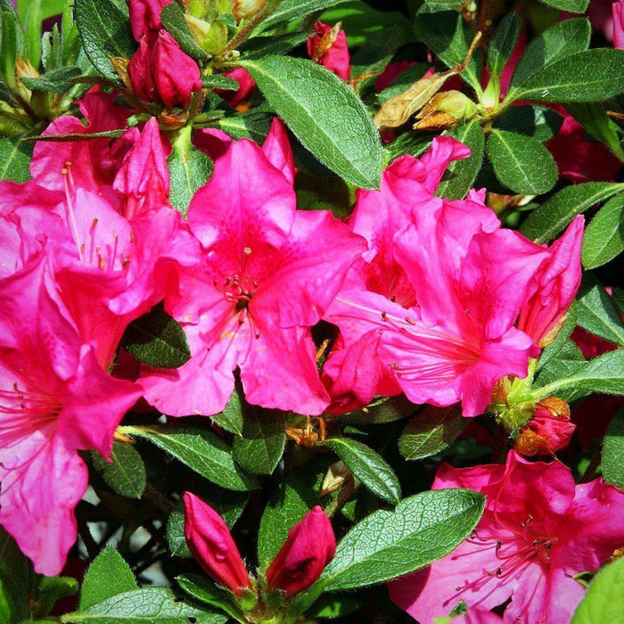 Azalea, Encore Autumn Sangria Azalea