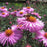 Aster, New England Aster