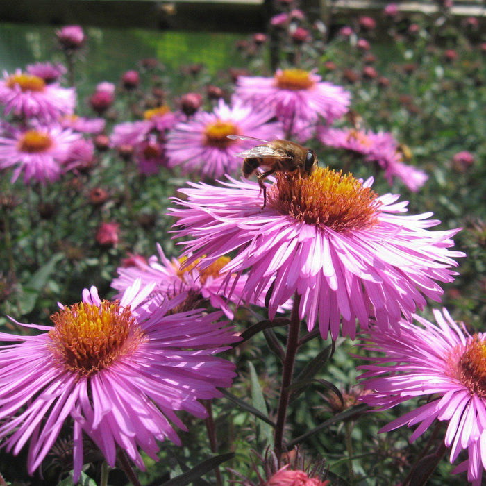 Aster, New England Aster