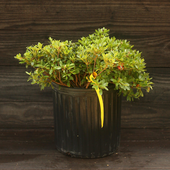 Azalea, Gumpo Pink Azalea