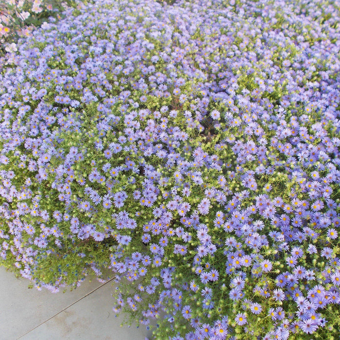 Aster, October Skies Aromatic Aster