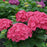 Hydrangea macrophylla 'SMNHMP' USPP 32,514  - Let's Dance® Big Band® Hydrangea