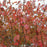 Viburnum, Blackhaw Viburnum
