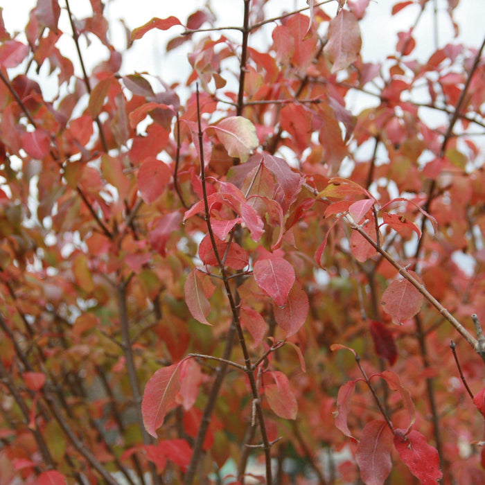Viburnum, Blackhaw Viburnum