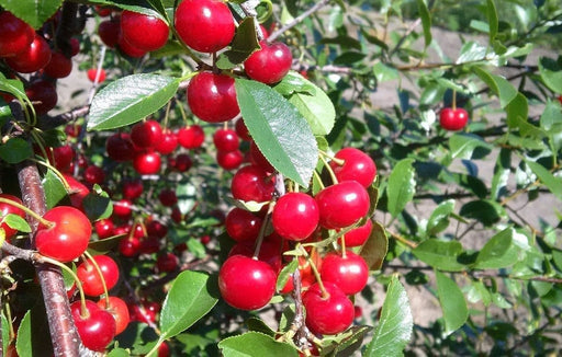 Cherry, Crimson Passion Tart Cherry Tree, 5 gal (30-36 in)