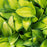 Hosta 'Stained Glass'  - Stained Glass Hosta
