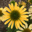 Echinacea purpurea 'Mellow Yellows'  - Mellow Yellows Echinacea