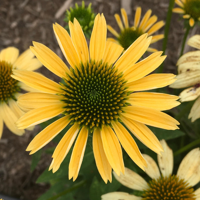Echinacea purpurea 'Mellow Yellows'  - Mellow Yellows Echinacea