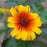Heliopsis helianthoides var. scabra 'Burning Hearts'  - Burning Hearts False Sunflower