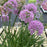 Allium, Serendipity Ornamental Onion