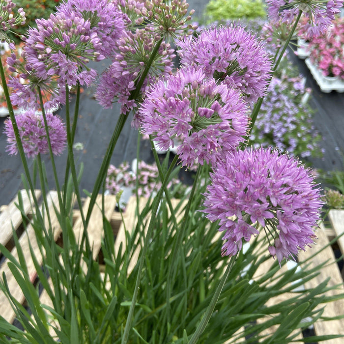 Allium, Serendipity Ornamental Onion