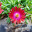 Delosperma, Jewel of Desert® Garnet Ice Plant