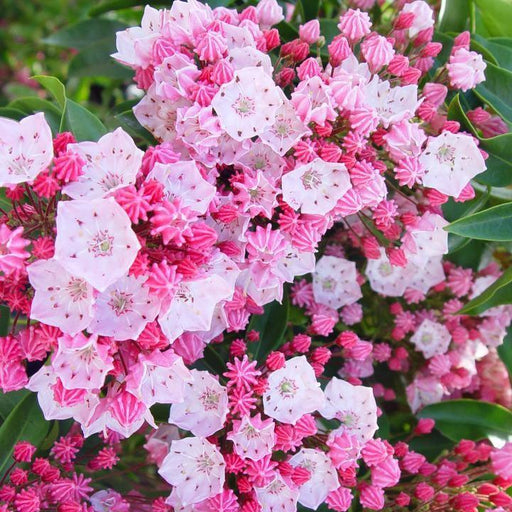 Kalmia latifolia 'Nathan Hale'  - Nathan Hale Mountain Laurel