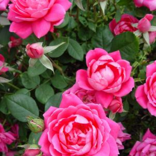 Rose, Double Pink Knock Out Rose