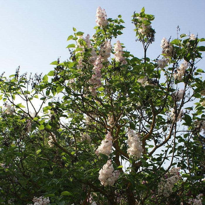 Syringa vulgaris 'Krasavitsa Moskvy'  - Beauty Of Moscow Lilac