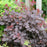 Cotinus coggygria 'NCCO1'  - Winecraft Black® Smokebush