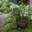 Hydrangea x ‘Fairytrail Bride'  - Fairytrail Bride® Cascade Hydrangea