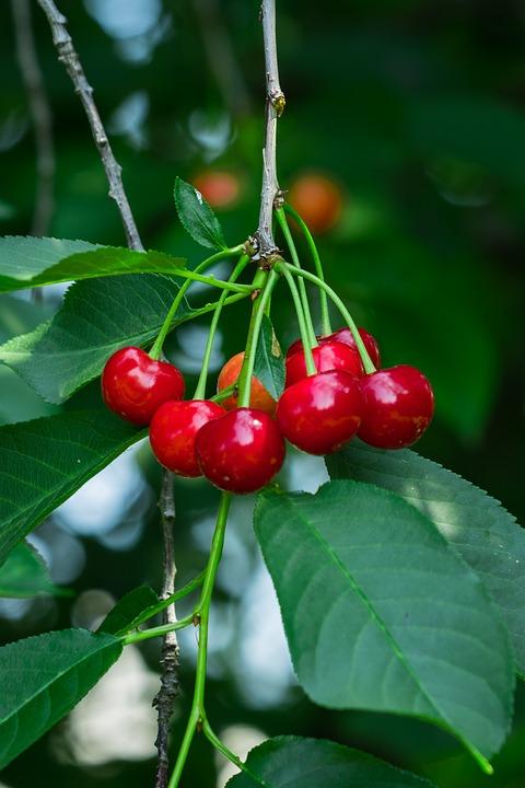 Cherry, Romance Cutie Pie Tart Bush Cherry, 5 gal. (18-21 in)