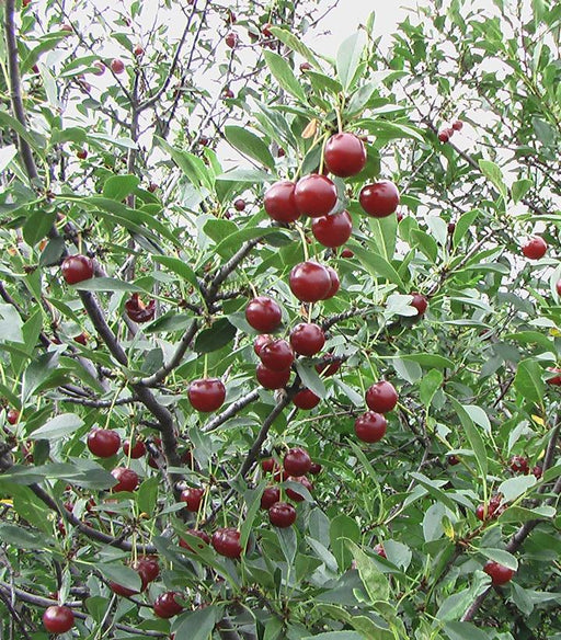Cherry, Romance Juliet Tart Bush Cherry, 5 gal (24-30 in)