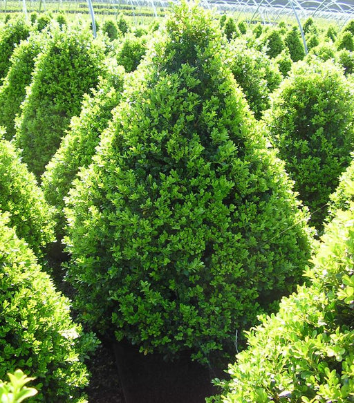 Buxus x 'Cranberry Creek' - Cranberry Creek Boxwood