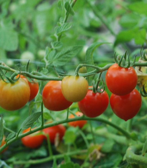 Tomato, Tomatoberry Cherry Tomato