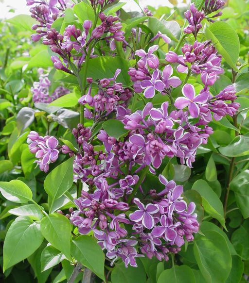Lilac, Sensation Lilac