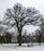 Elm, Jefferson American Elm