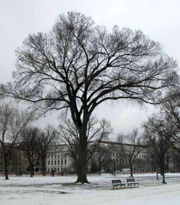 Elm, Jefferson American Elm