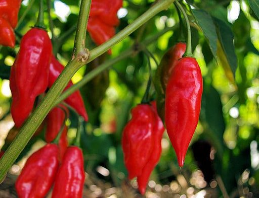Pepper, Hot Pepper Lantern Hot Pepper