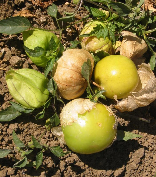 Tomatillo, Grande Rio Verde Tomatillo