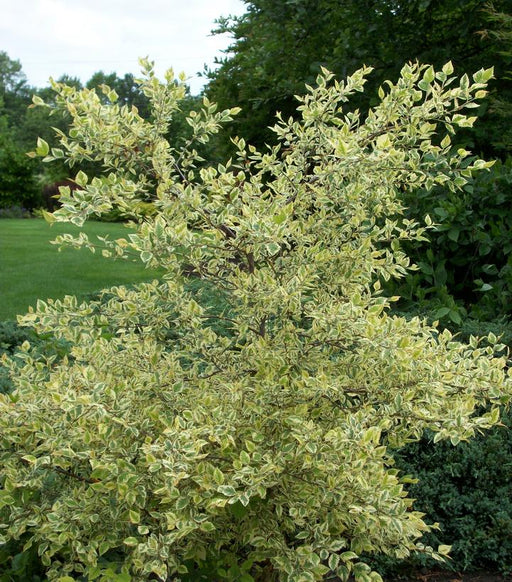 Birch, Shiloh Splash Variegated River Birch