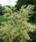 Birch, Shiloh Splash Variegated River Birch