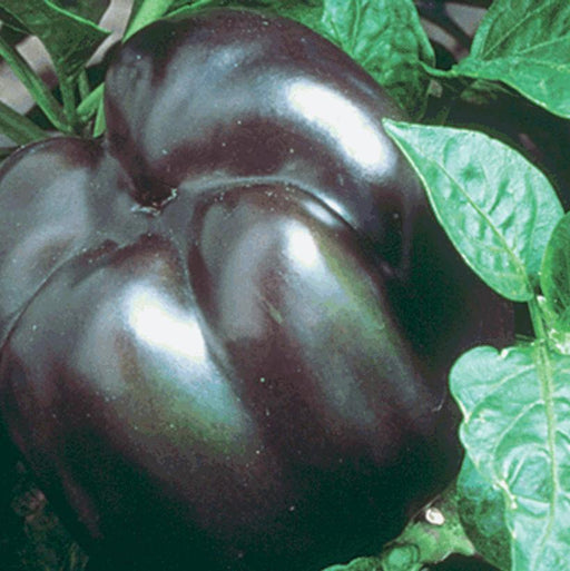 Pepper, Purple Beauty Bell Pepper