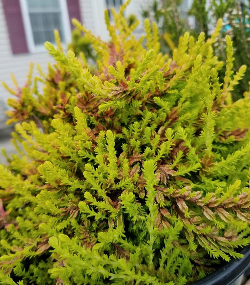 Heather, Carnival Scotch Heather