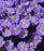 Aster, Kickin Sapphire Aster