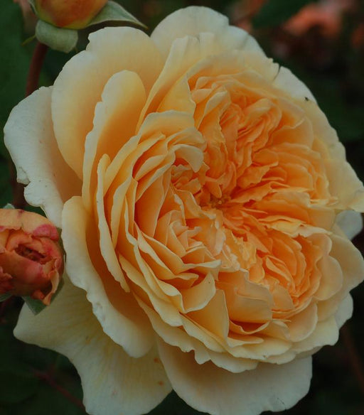 Rose, David Austin Crown Princess Margareta Rose