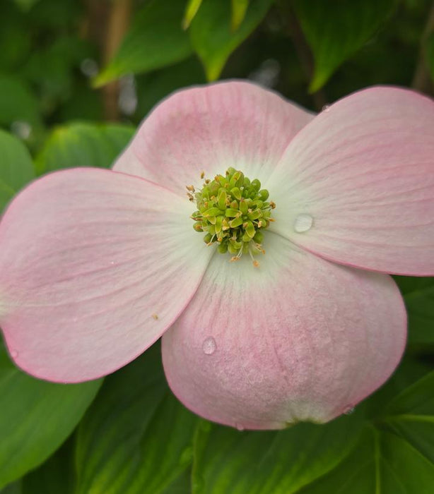Dogwood, Stellar Pink® Dogwood