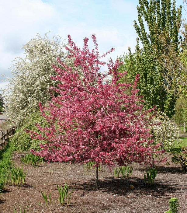 Crabapple, Royal Raindrops Flowering Crabapple - 7 GALLON
