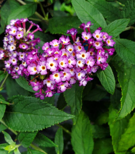 Butterfly Bush, Blooming Easy® Blueberry Pie™ Butterfly Bush